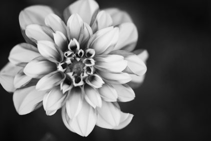 beautiful-flowers-black-and-white-flower-885183